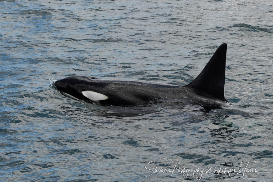 Orca in the Galapagos Islands 20200227 105701