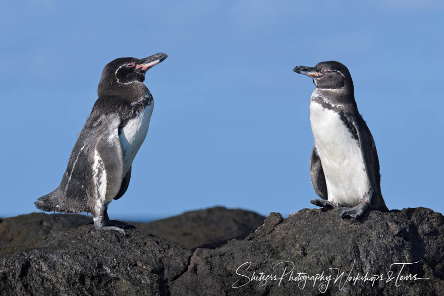 Pair of Galapagos Penguins 20200302 151318