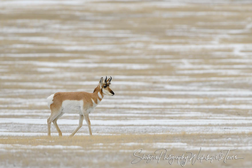 Pronghorn in Yellowstone National Park 20180111 152205