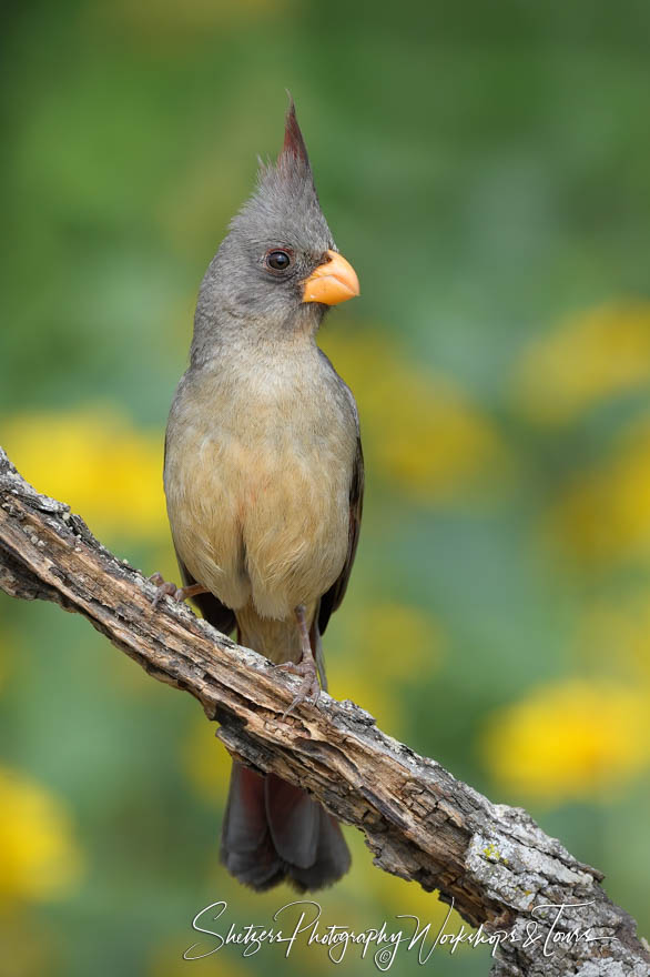 Pyrrhuloxia Desert Cardinal Photographed in Texas 20170327 121844