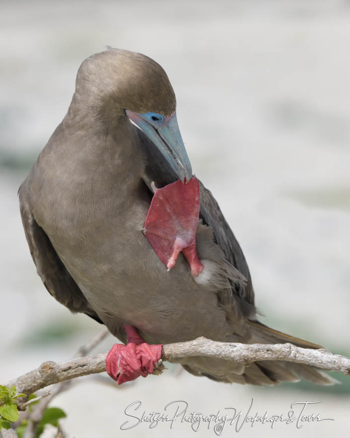 Red Footed Booby Grooming 20200303 083349