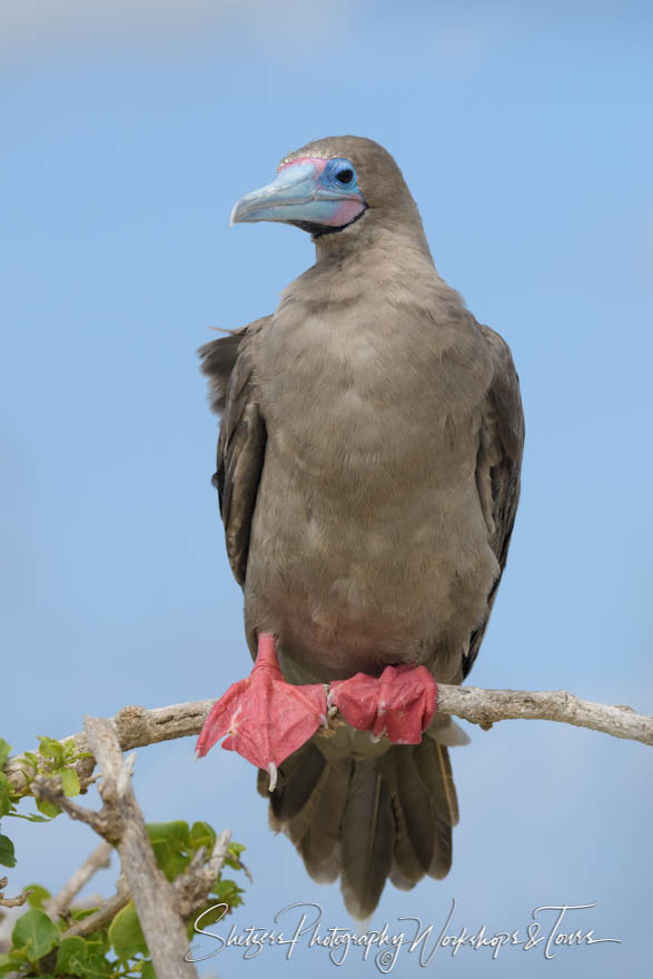 Red Footed Booby Perched 20200303 083634