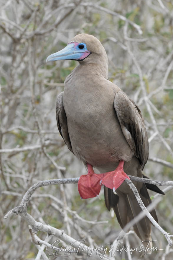 Red Footed Booby in a Tree