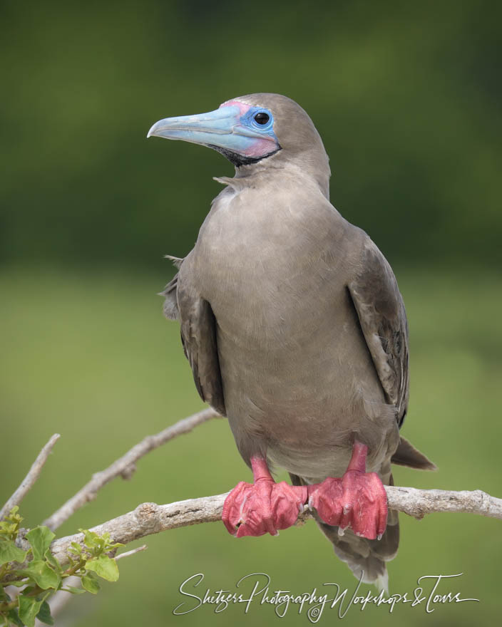 Red Footed Booby in the Galapagos 20200303 083023