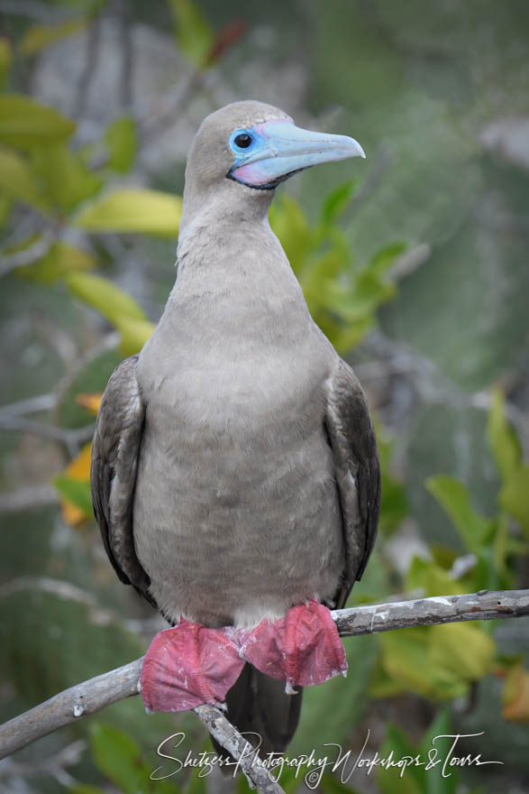Red Footed Booby on a Branch