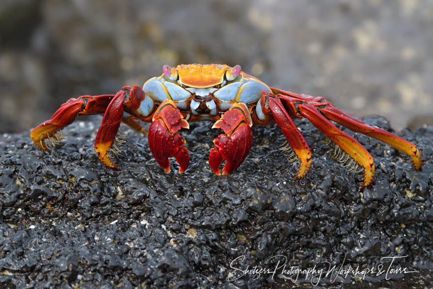 sally lightfoot crab photographed on our Galapagos photo tour