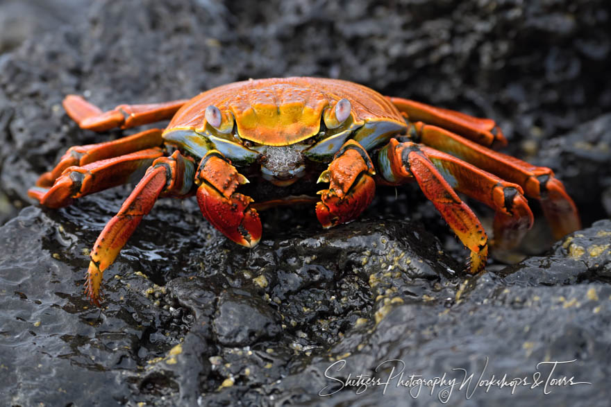 Sally Lightfoot Crab Close Up