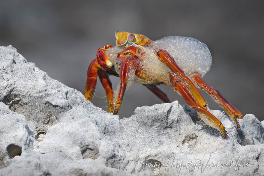 Sally Lightfoot Crab Molting