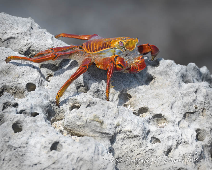 Sally Lightfoot Crab Shedding Its Shell 20200302 072135