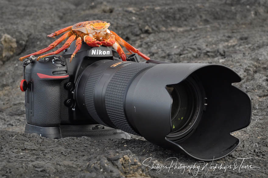 Sally Lightfoot Crab Shell and Camera 20200304 074315