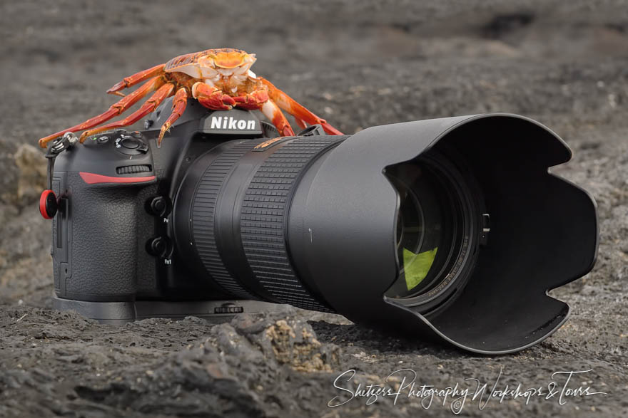 Sally Lightfoot Crab and Camera in the Galapagos Islands