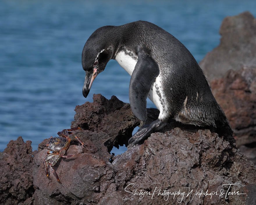 Sally Lightfoot Crab and Galapagos Penguin 20200226 151948