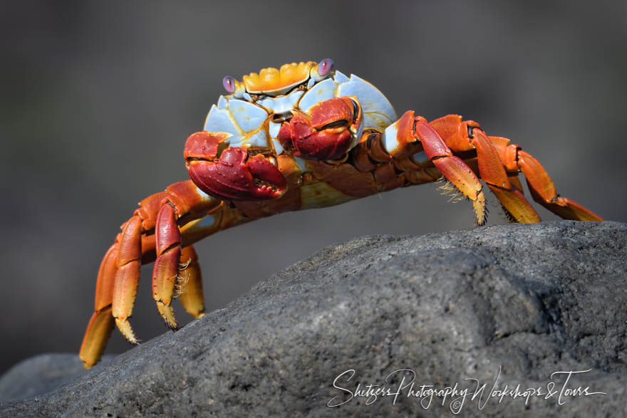 Sally Lightfoot Crab on Rock