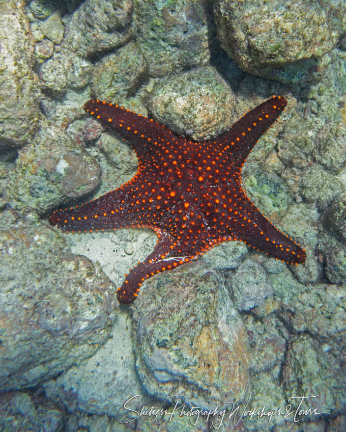 Sea Star in the Galapagos 20200302 100813