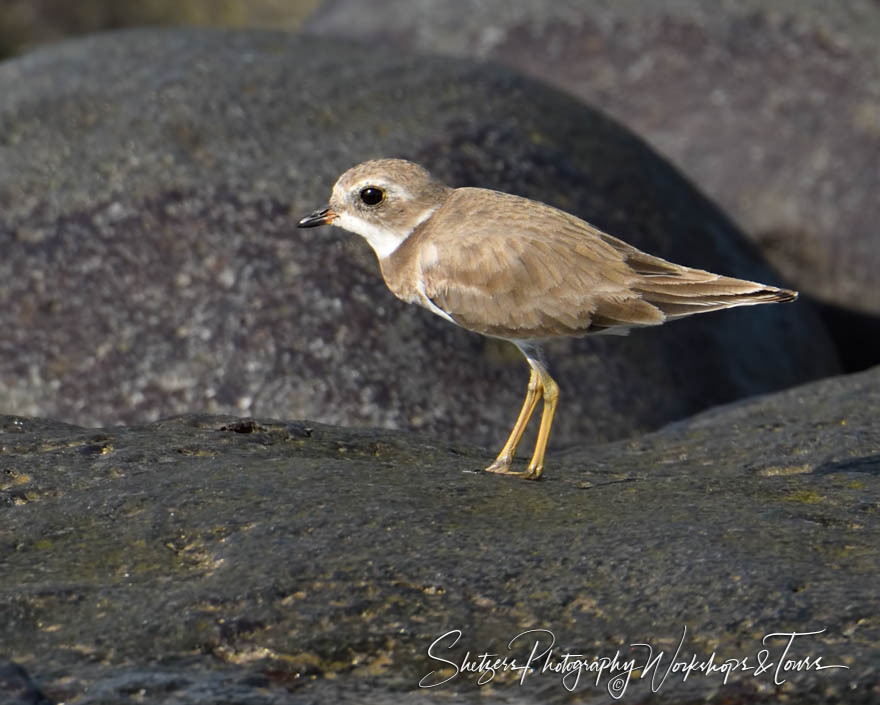 Semipalmated Plover in the Galapagos Islands