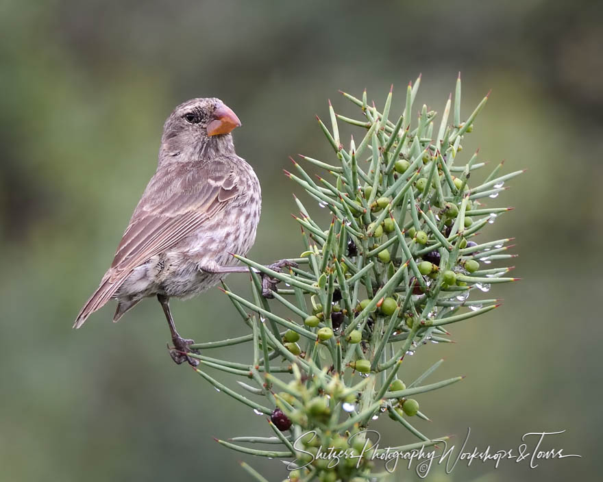 Small Tree Finch in the Galapagos Islands