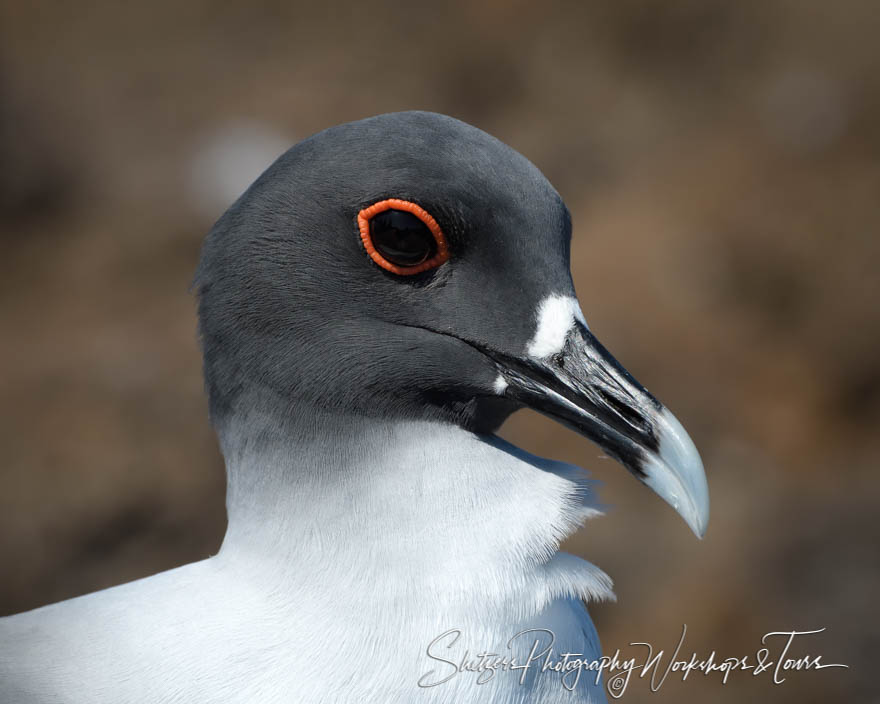 Swallow Tailed Gull Close Up