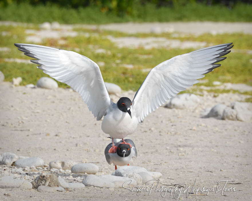 Swallow Tailed Gull Mated Pair in the Galapagos 20200303 070304