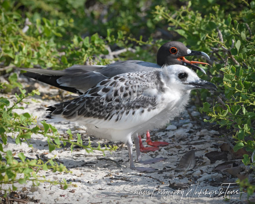 Swallow Tailed Gull With Chick