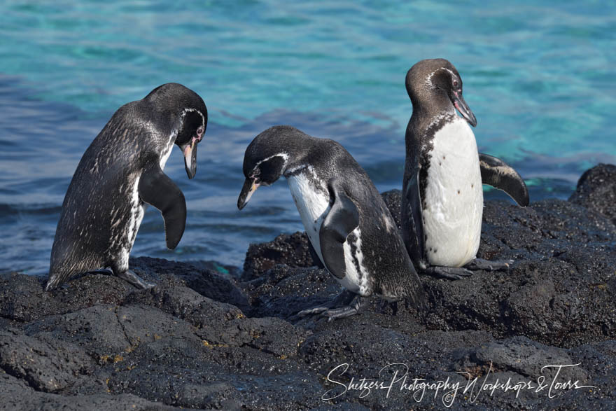 Three Galapagos Penguins