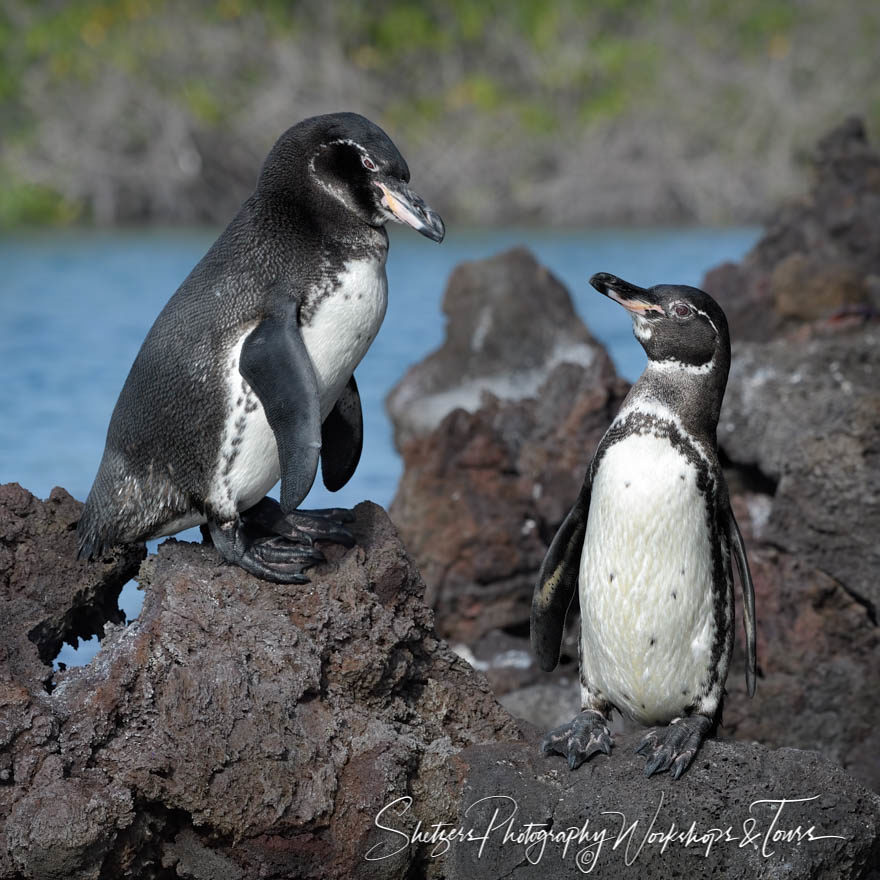 Two Galapagos Penguins