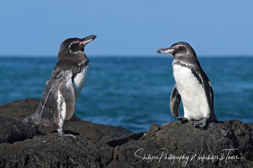 Two Galapagos Penguins