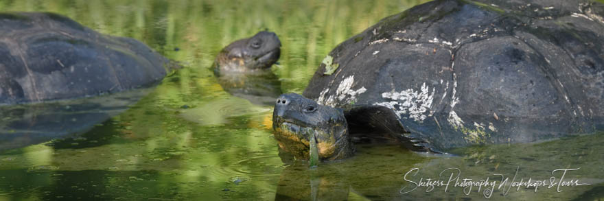 Two Galapagos Tortoises in Water