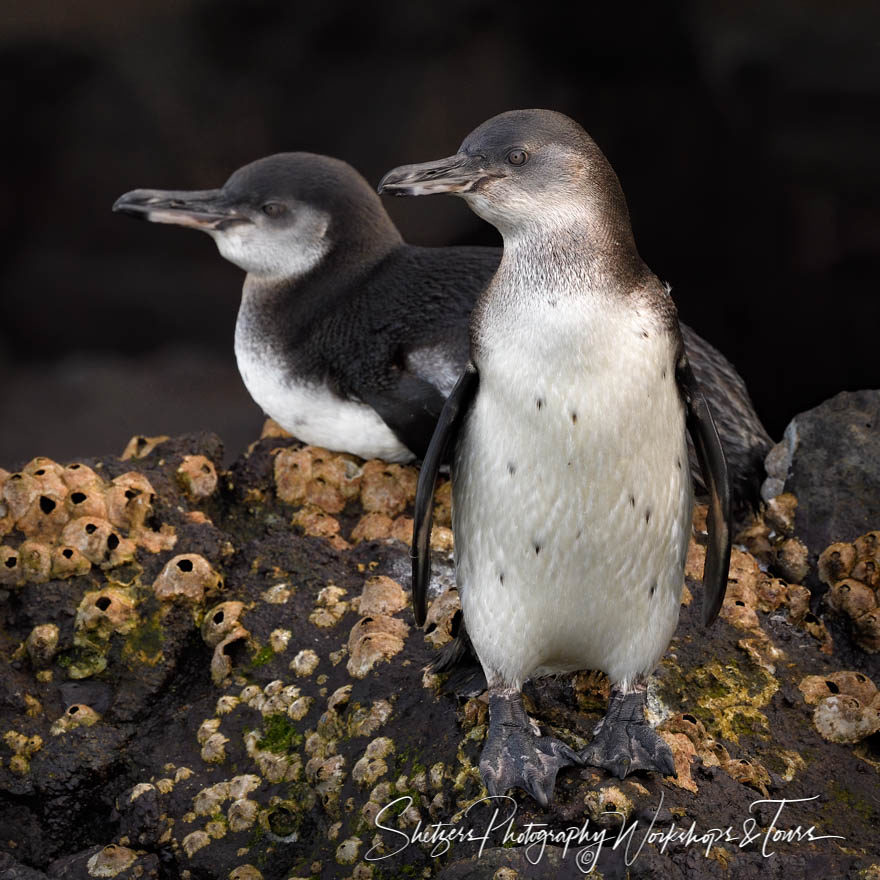 Two Young Galapagos Penguins