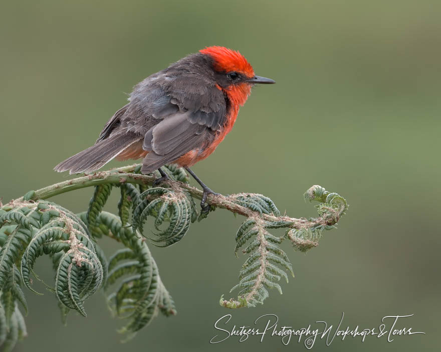 Vermillion Flycatcher on a Branch 20200228 114432