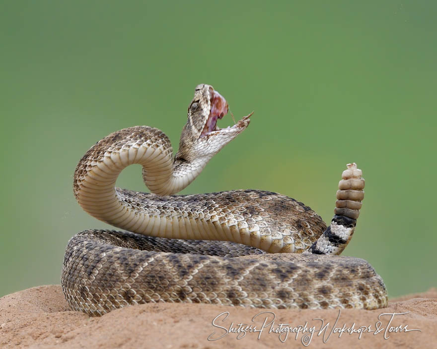 western diamondback rattlesnake