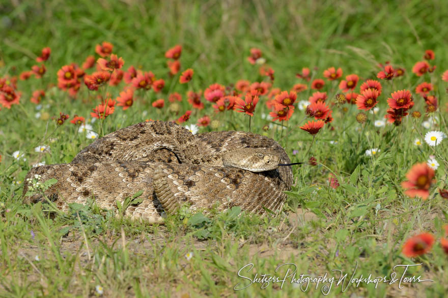 Western Diamondback Rattlesnake in South Texas 20170326 165142