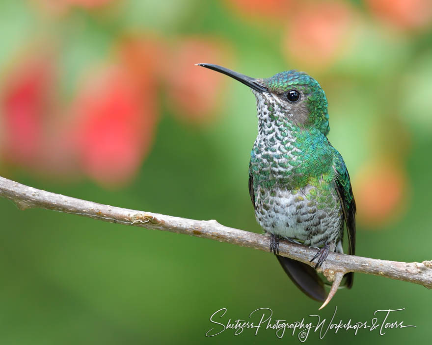 White Necked Jacobin Female in Costa Rica 20180414 101029