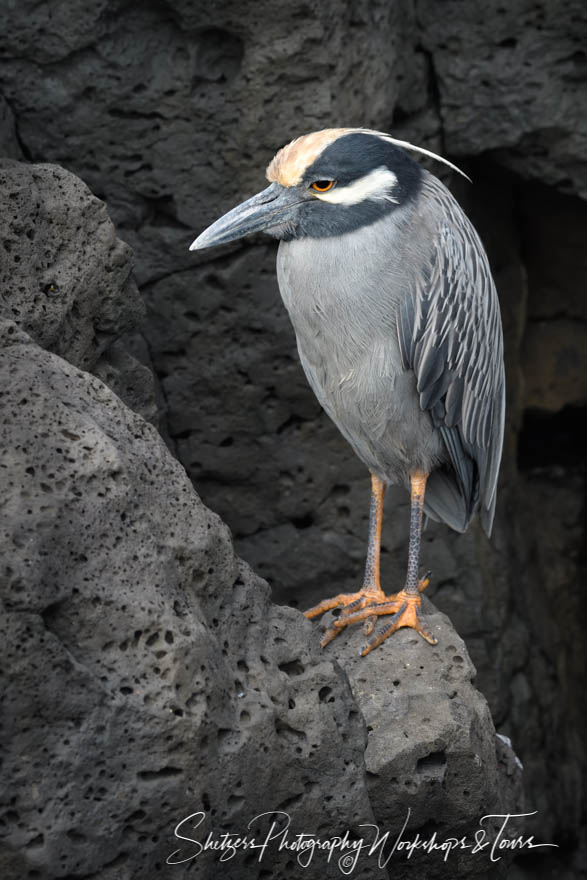 Yellow Crowned Night Heron in the Galapagos Islands 20200304 072452