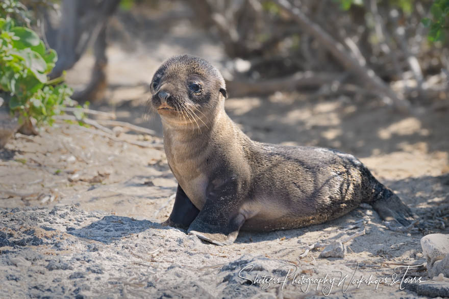 Adorable Galapagos Sea Lion Pup 20200302 082223