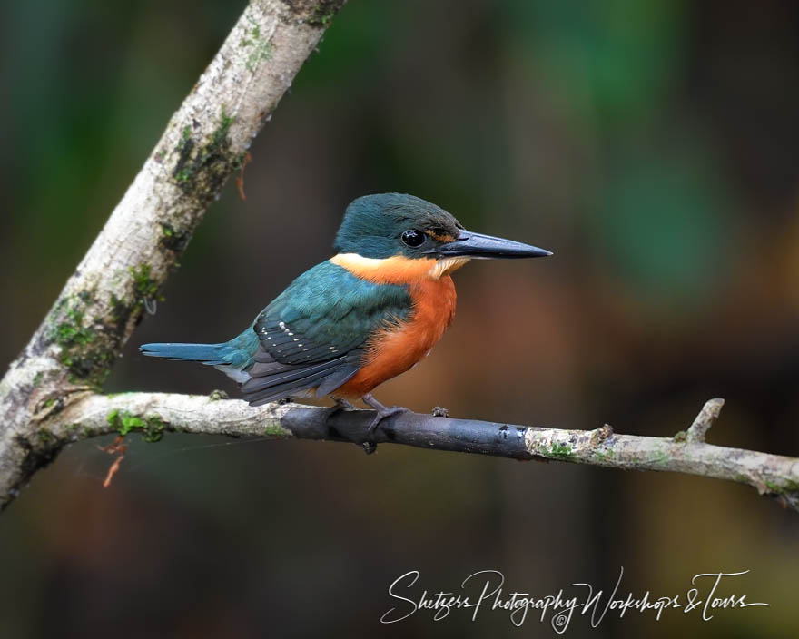 American Pygmy Kingfisher 20180330 103545