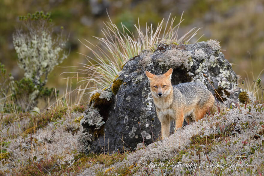 Andean Fox at Papallacta Pass in Ecuador