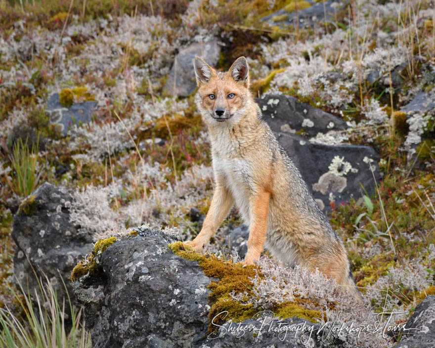 Andean Fox on Pappallacta Pass in Ecuador 20190526 061646