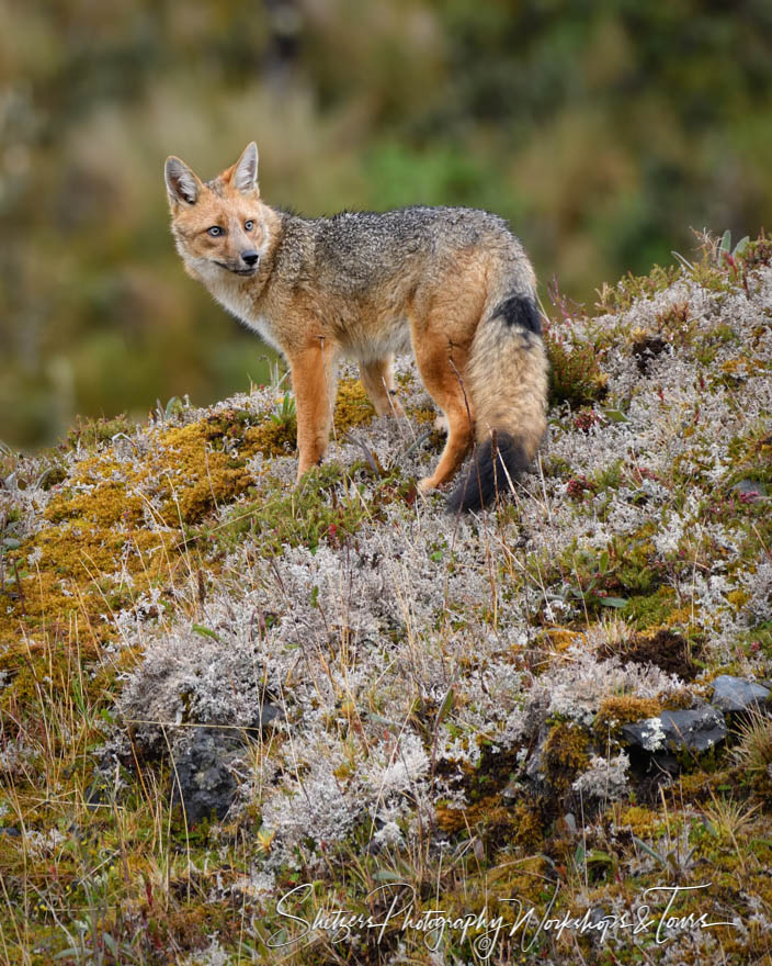 Andean Zorro Fox in Mountain Landscape