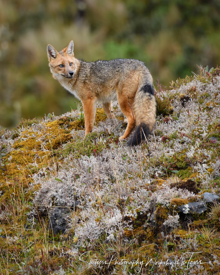 Andean Zorro Fox in Mountain Landscape 20190526 061746