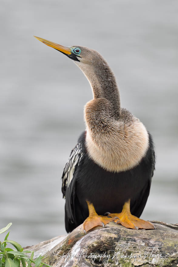 Anhinga in Costa Rica 20190409 072920