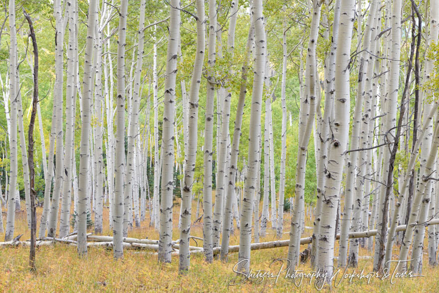 Aspen Trunks on Last Dollar Road Near Telluride 20170930 115838