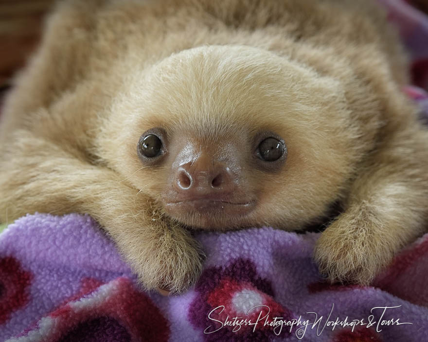 Baby Two Toed Sloth at Rescue Center
