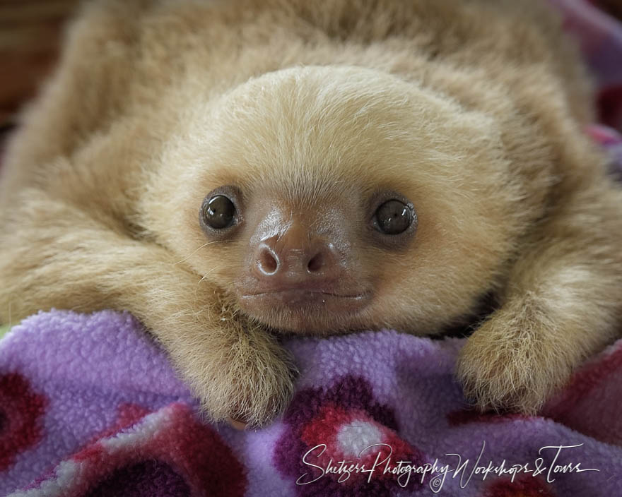 Baby Two Toed Sloth at Rescue Center 20180408 115356