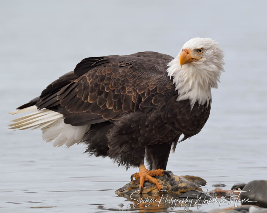 Bald Eagle By Water