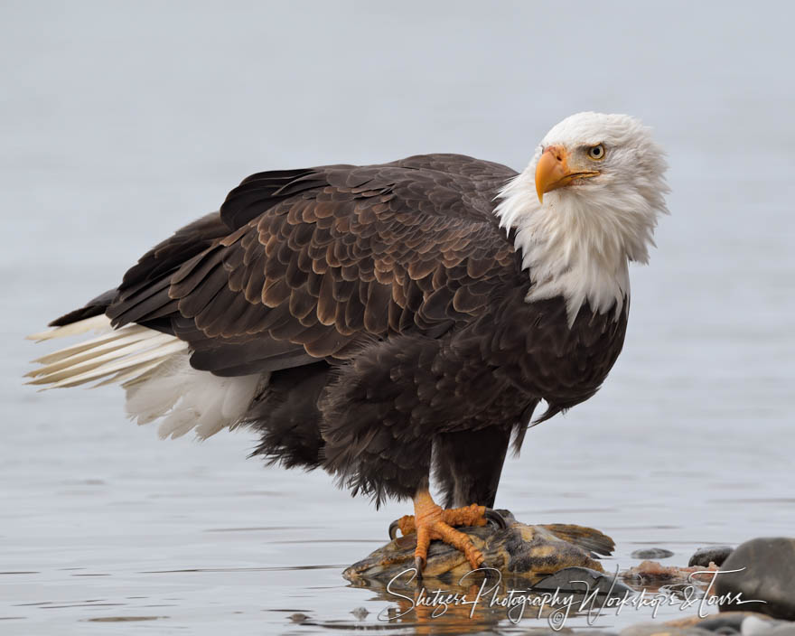 Bald Eagle By Water 20191031 095815