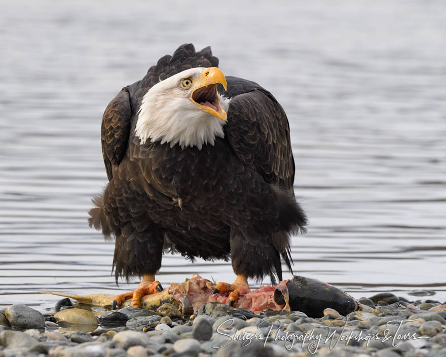 Bald Eagle Calling With a Dead Fish
