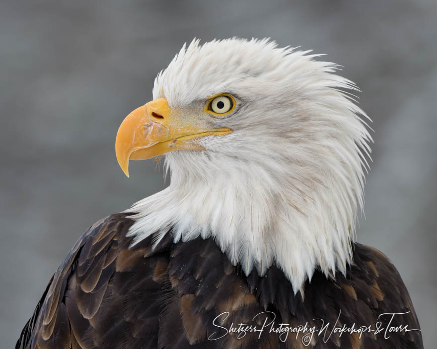 Bald Eagle Close Up Profile