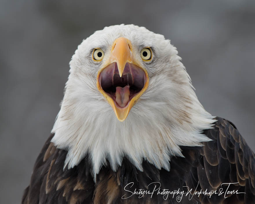 Bald Eagle Cry 20181109 100222