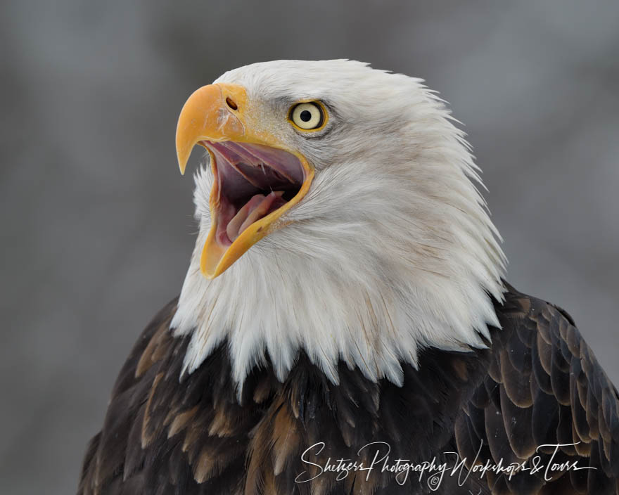 Bald Eagle Cry 20181109 100223