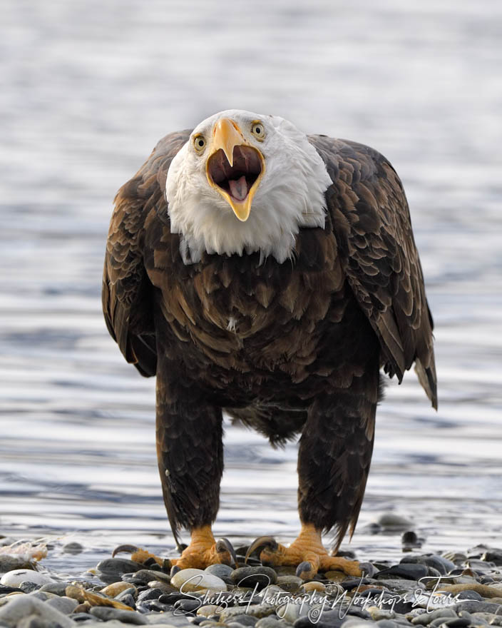 Bald Eagle Cry Head On 20191102 132040